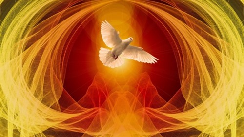Dove in flight.jpg