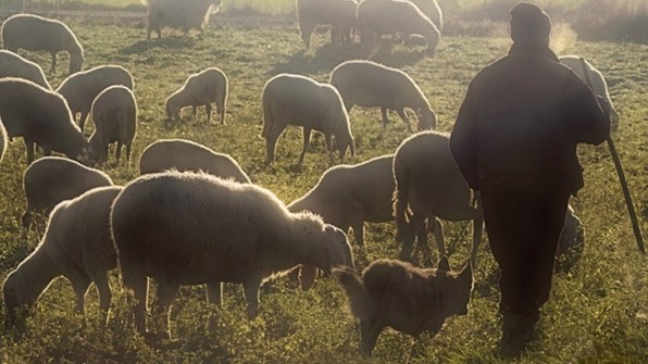 shepherd_and_sheep.jpg