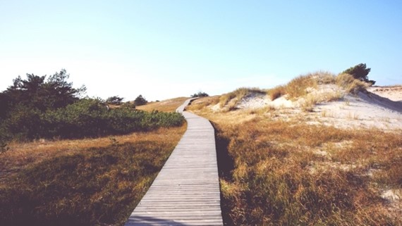 wooden pathway.jpg